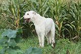 IRISH WOLFHOUND 080